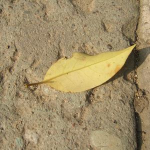 黃色A片三級三級三級免费看欲兔
